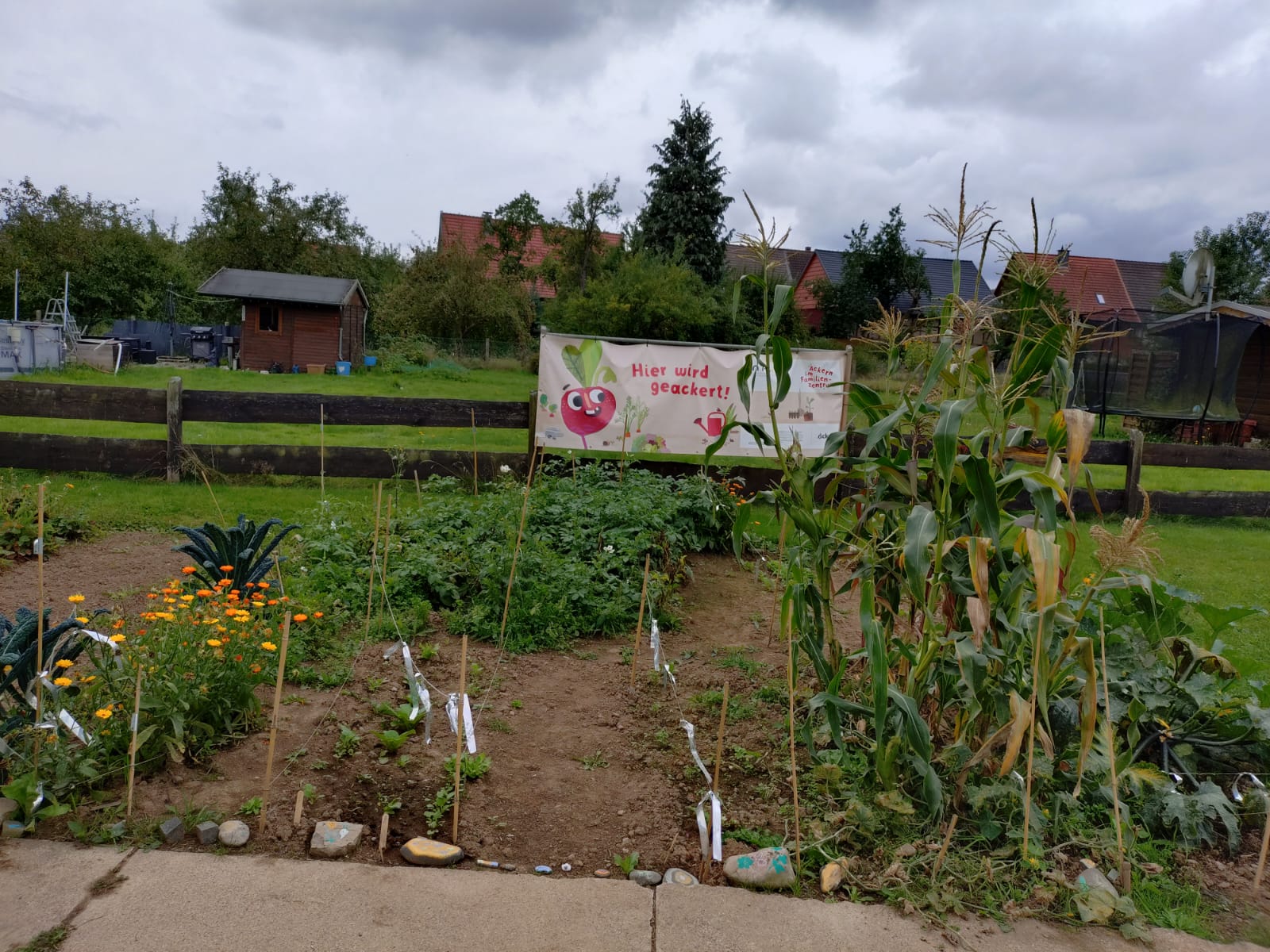 Das Bild zeigt ein bepflanztes Feld der Acker-Racker.