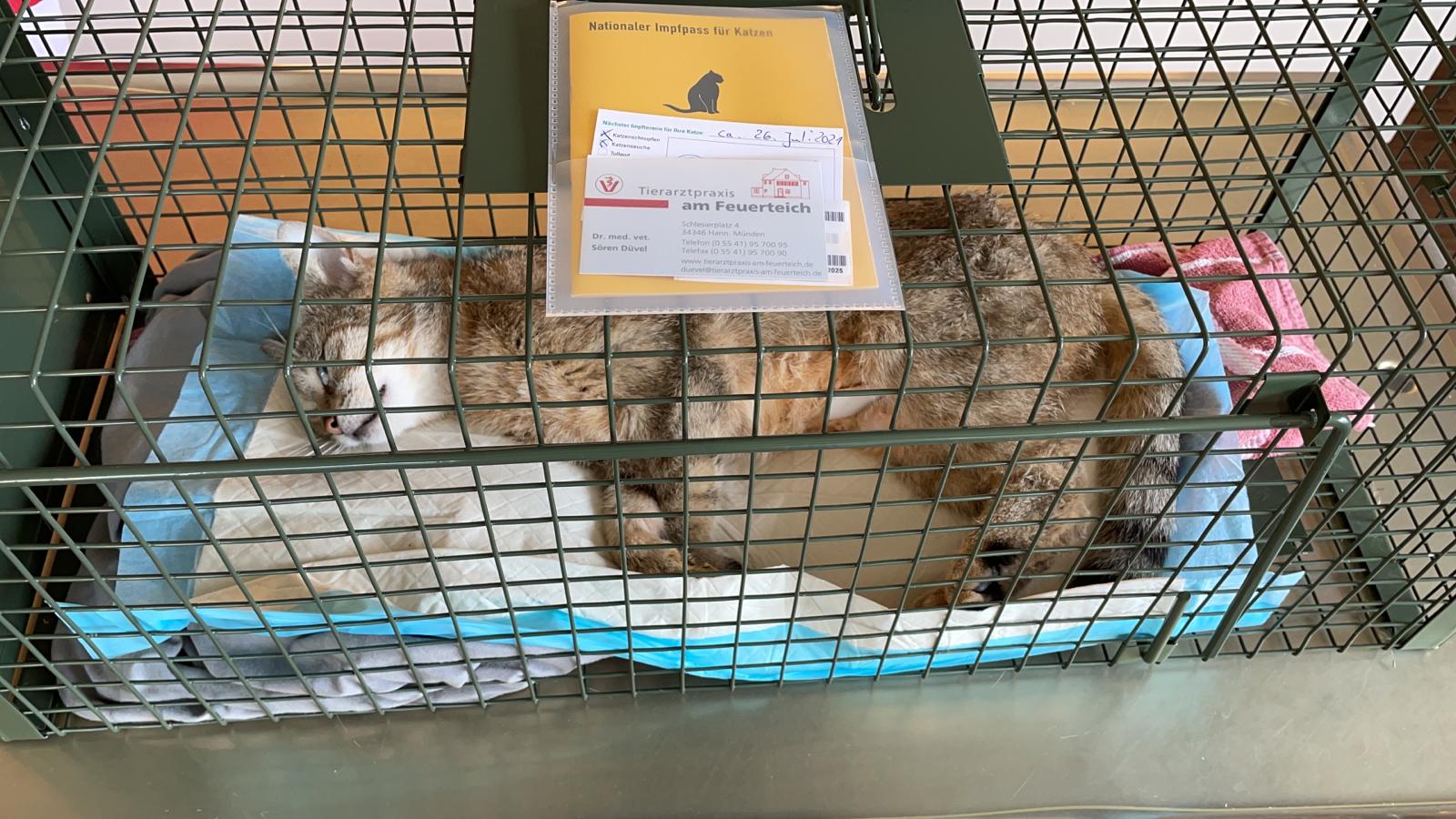 frisch operierte Katze in einem Käfig