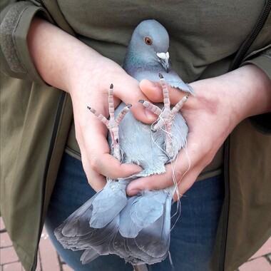 Das Bild zeigt eine Taube mit verschnürten Füßen. 