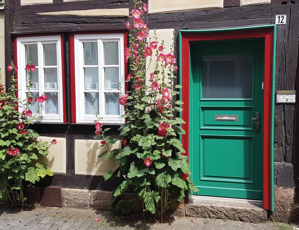 Das Bild zeigt blühende Stockrosen in der Radbrunnenstraße.