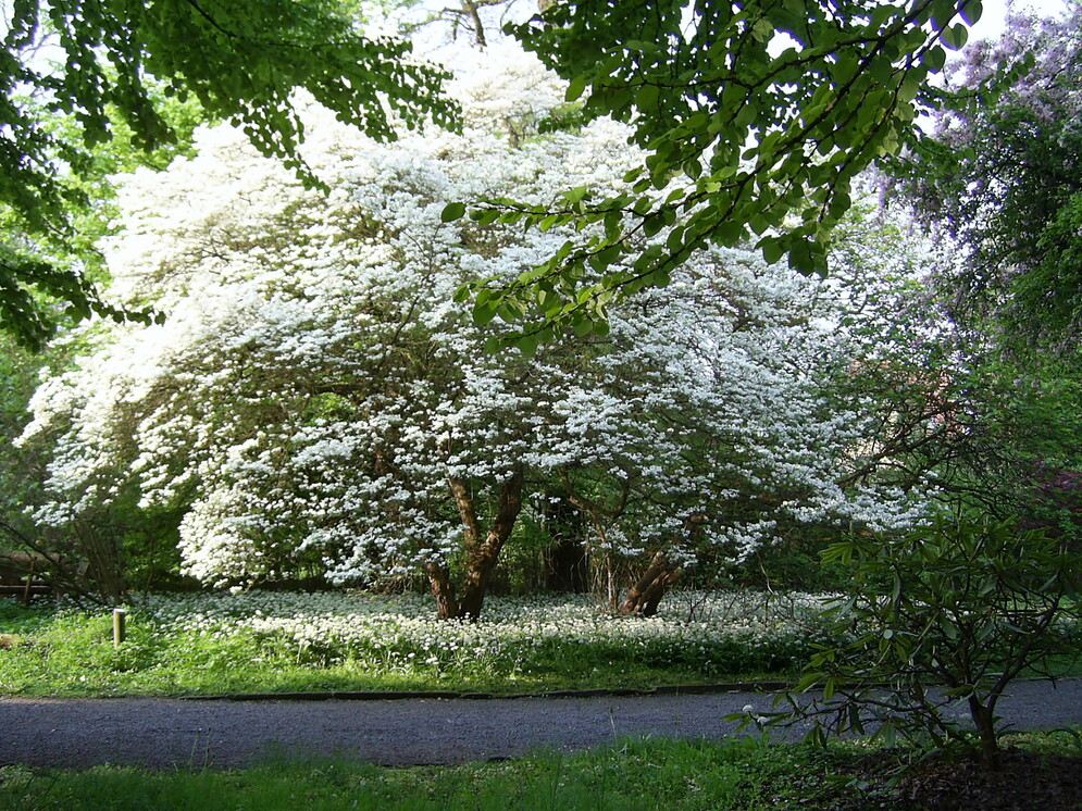 Das Bild zeigt einen großen, breiten Baum, übersät mit weißen Blüten.